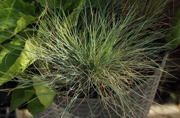 kostrzewa-sina-festuca-glauca-kolor-kwiatow-inny-kolor-stan-nowy