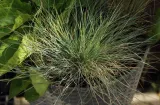 kostrzewa-sina-festuca-glauca-kolor-kwiatow-inny-kolor-stan-nowy