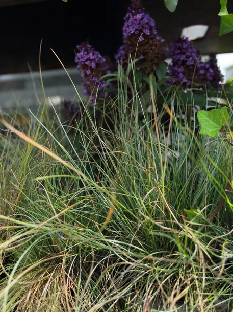 kostrzewa-sina-festuca-glauca-kolor-kwiatow-inny-kolor-kod-producenta-pl-24-03-135