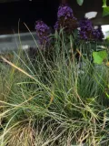 kostrzewa-sina-festuca-glauca-kolor-kwiatow-inny-kolor-kod-producenta-pl-24-03-135