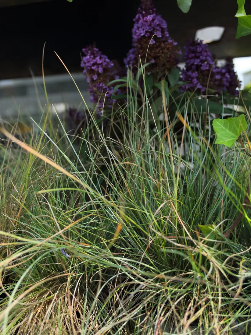 kostrzewa-sina-festuca-glauca