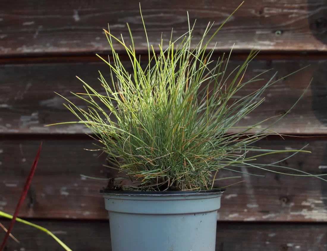 kostrzewa-sina-festuca-glauca-kolor-kwiatow-inny-kolor