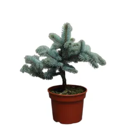 swierk-klujacy-blue-mountain-picea-pungens-blue-mountain