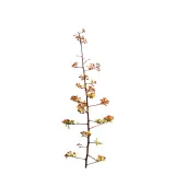 ognik-pomaranczowy-pyracantha