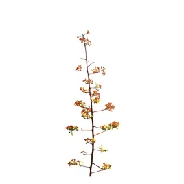 ognik-pomaranczowy-pyracantha