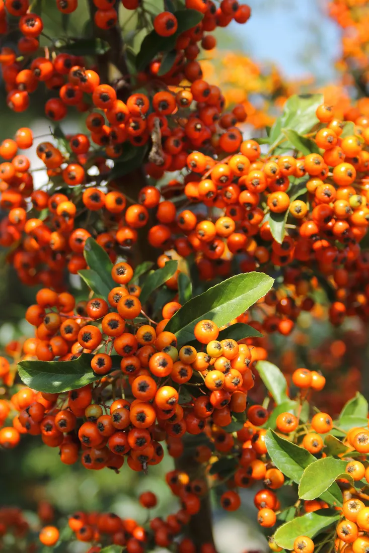 ognik-pomaranczowy-pyracantha-rodzaj-rosliny-inny