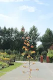 ognik-pomaranczowy-pyracantha-kod-produktu-5903794208964