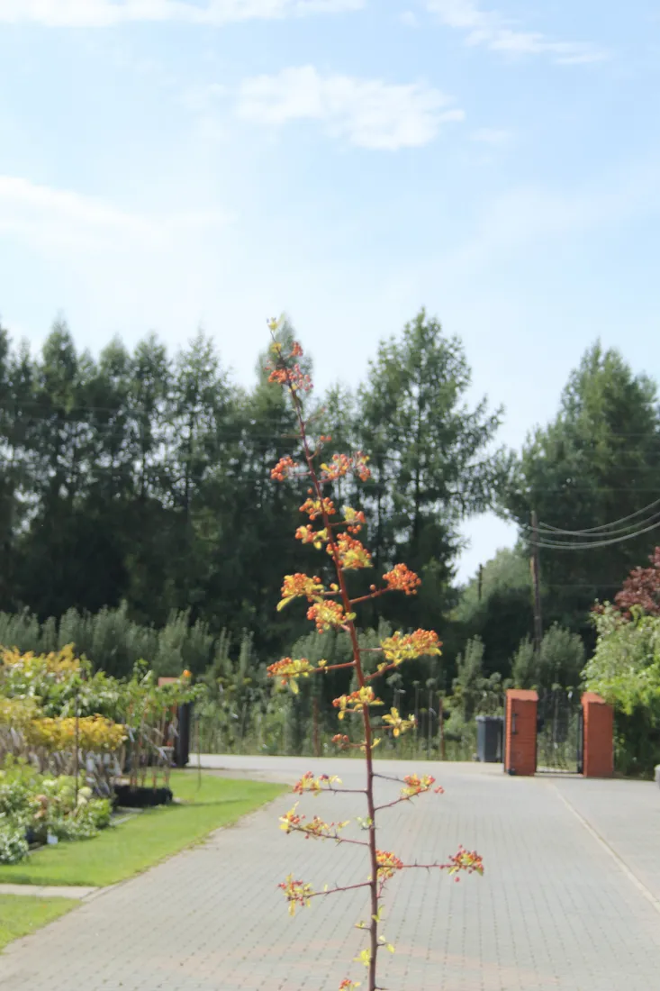 ognik-pomaranczowy-pyracantha