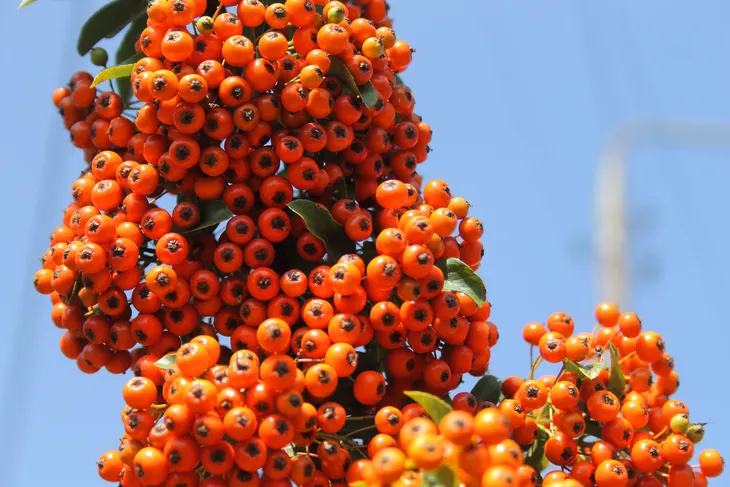 ognik-pomaranczowy-pyracantha-stan-nowy