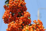 ognik-pomaranczowy-pyracantha-stan-nowy