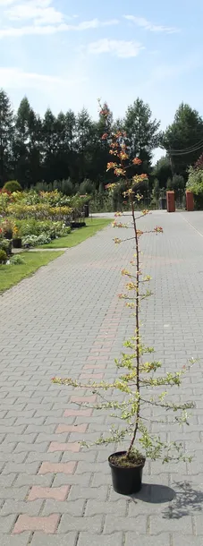 ognik-pomaranczowy-pyracantha-kod-producenta-pl-24-03-135