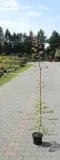ognik-pomaranczowy-pyracantha-kod-producenta-pl-24-03-135