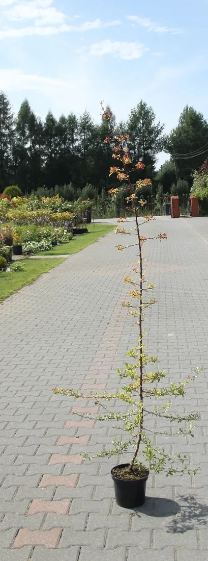 ognik-pomaranczowy-pyracantha-rodzaj-rosliny-inny