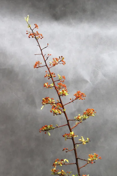 ognik-pomaranczowy-pyracantha-producent-inna