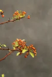 ognik-pomaranczowy-pyracantha-nazwa-lacinska-inna