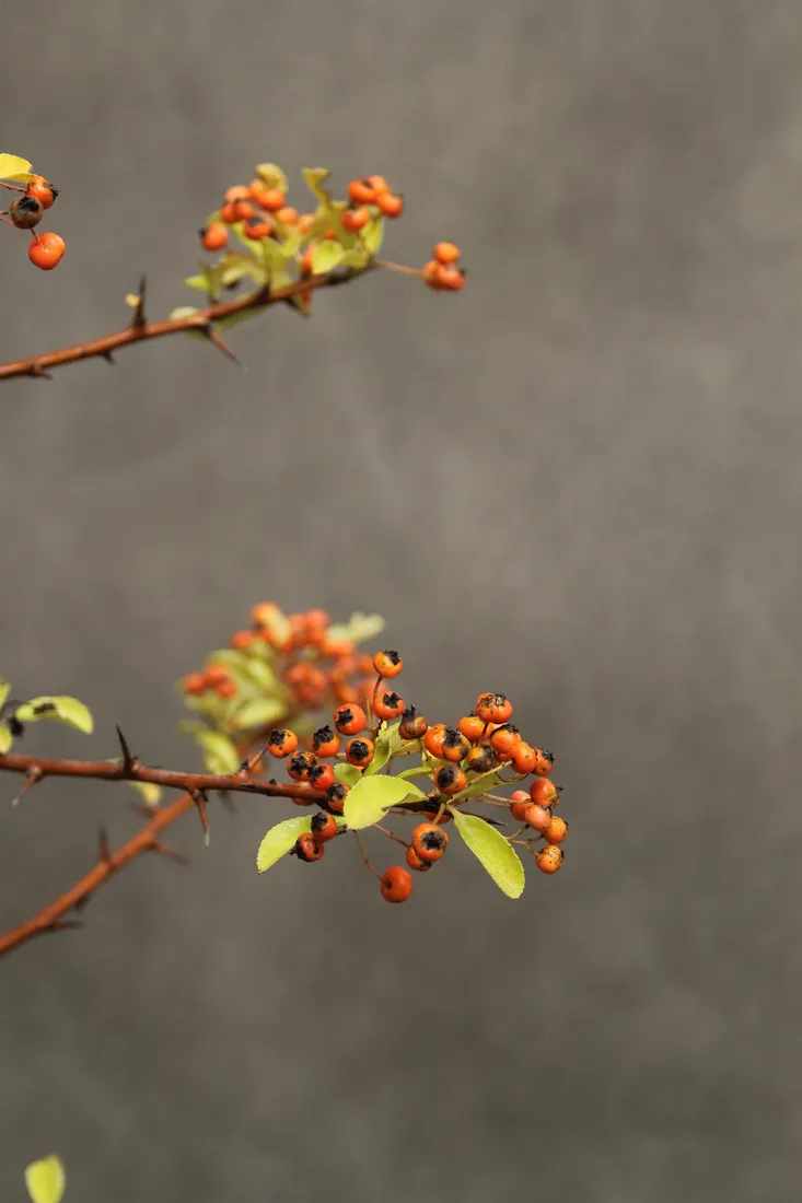 ognik-pomaranczowy-pyracantha-rodzaj-rosliny-inny