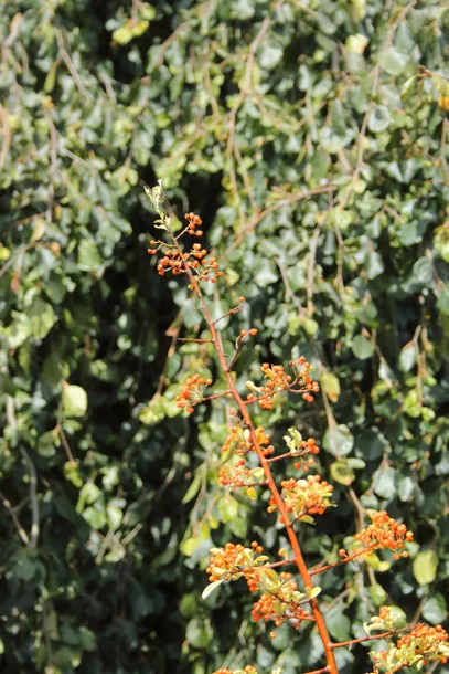 ognik-pomaranczowy-pyracantha-rodzaj-rosliny-inny-kod-produktu-5903794208964