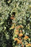 ognik-pomaranczowy-pyracantha-rodzaj-rosliny-inny-kod-produktu-5903794208964