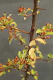 ognik-pomaranczowy-pyracantha-rodzaj-rosliny-inny-stan-nowy
