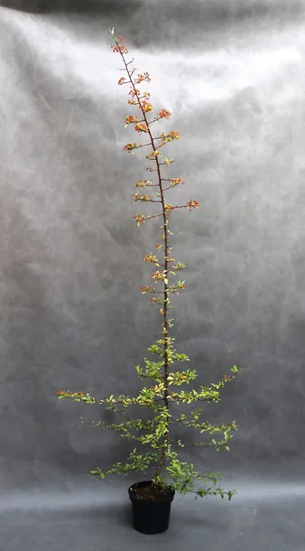 ognik-pomaranczowy-pyracantha-rodzaj-rosliny-inny-kod-producenta-pl-24-03-135