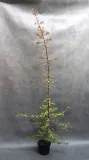 ognik-pomaranczowy-pyracantha-rodzaj-rosliny-inny-kod-producenta-pl-24-03-135