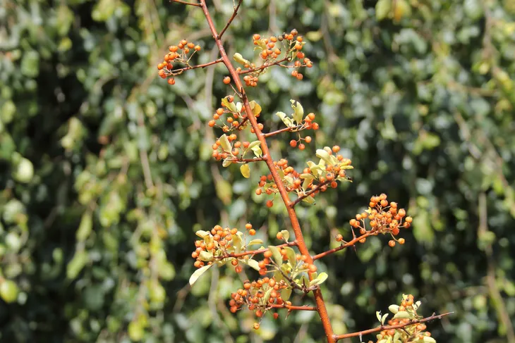 ognik-pomaranczowy-pyracantha-rodzaj-rosliny-inny-producent-inna