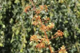 ognik-pomaranczowy-pyracantha-rodzaj-rosliny-inny-producent-inna