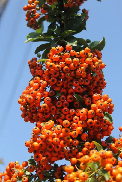 ognik-pomaranczowy-pyracantha-rodzaj-rosliny-inny-nazwa-lacinska-inna