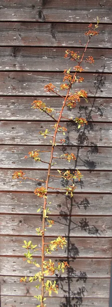 ognik-pomaranczowy-pyracantha-kod-produktu-5903794208964-rodzaj-rosliny-inny