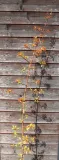 ognik-pomaranczowy-pyracantha-kod-produktu-5903794208964-rodzaj-rosliny-inny