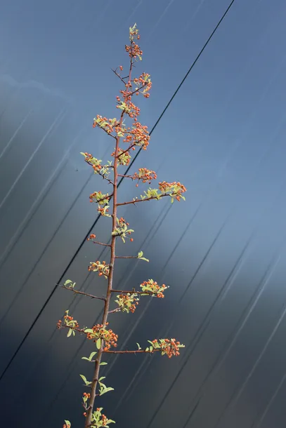 ognik-pomaranczowy-pyracantha-kod-produktu-5903794208964-stan-nowy