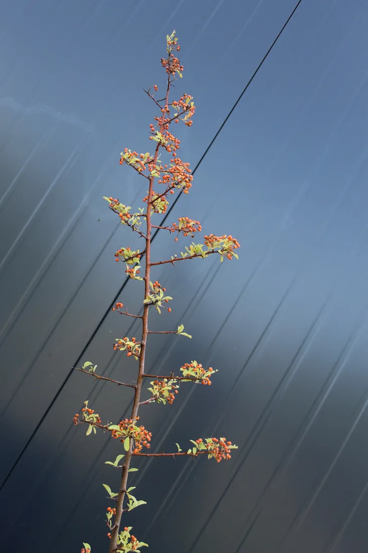 ognik-pomaranczowy-pyracantha-rodzaj-rosliny-inny