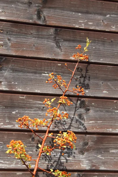 ognik-pomaranczowy-pyracantha-kod-produktu-5903794208964-kod-producenta-pl-24-03-135