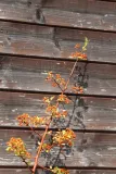 ognik-pomaranczowy-pyracantha-kod-produktu-5903794208964-kod-producenta-pl-24-03-135