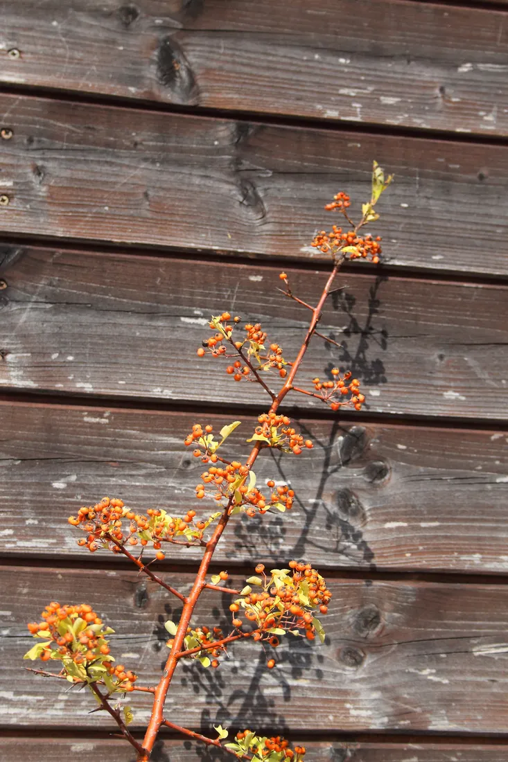 ognik-pomaranczowy-pyracantha