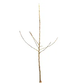 jablon-domowa-zlota-reneta-malus-domestica-zlota-reneta