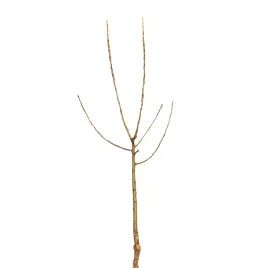 jablon-domowa-piros-malus-domestica-piros