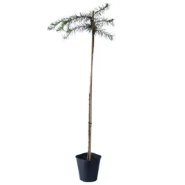 modrzew-japonski-pendula-larix-kaempferi-pendula