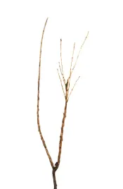 agrest-hinnonmaki-rot-ribes-uva-crispa-hinnonmaki-rot-pakiet-5-szt