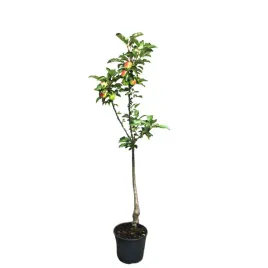 jablon-domowa-kolumnowa-garden-gate-malus-domestica-garden-gate