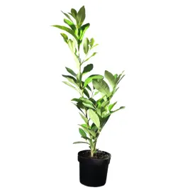 laurowisnia-wschodnia-van-nes-prunus-laurocerasus-van-nes