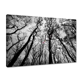 zegary-60x40-las-drzewa-widok-z-dolu