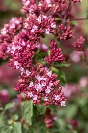 oregano-rosenkuppel-origanum-laevigatum