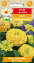 cynia-daliowa-zolte-ladne-pelne-duze-kwiaty