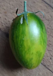 pomidor-green-tiger-10-nasion