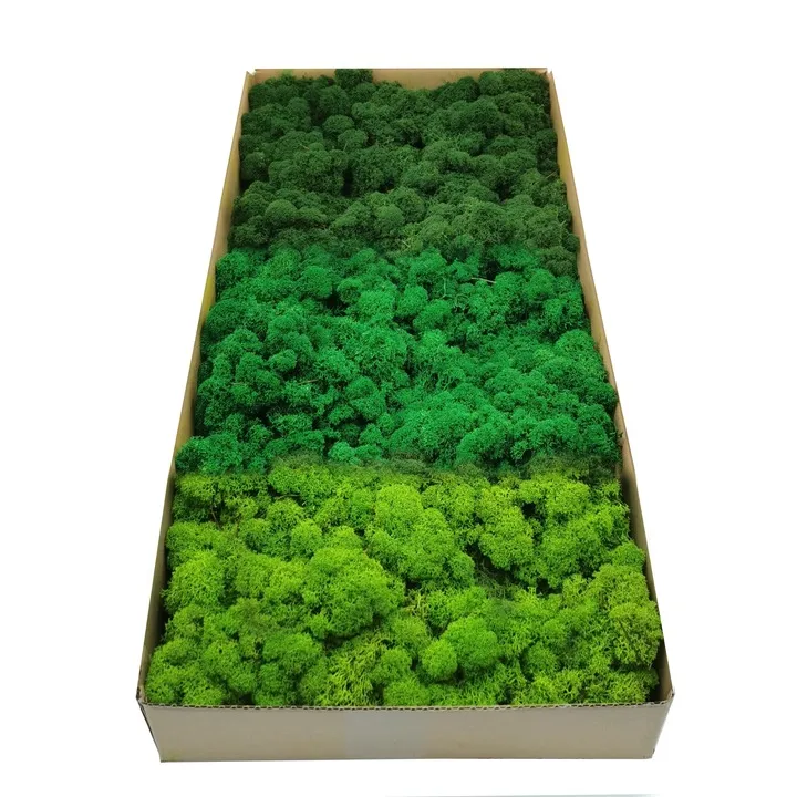 mech-chrobotek-dekoracyjny-3-kolory