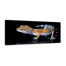 zegary-100x40-gekon-lamparci-gady