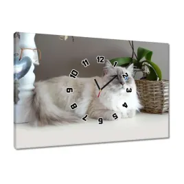 zegary-60x40-kot-rasy-ragdoll