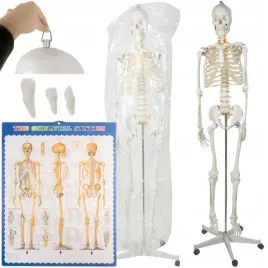 szkielet-czlowieka-170cm-stelaz-kosciotrup-anatomiczny-ludzki-prezent