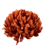 chryzantema-ananas-brazowa